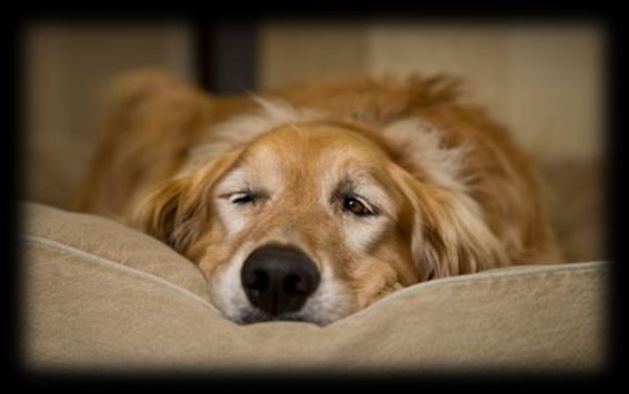 Pain Related Behaviours When a dog is in pain you can expect behavioural changes.