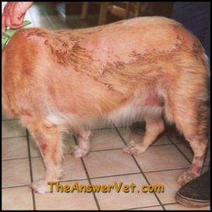 Endocrine Conditions Dogs can suffer from conditions of the endocrine system, with hypothyroidism being one of the most common conditions.
