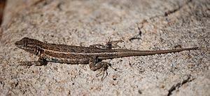 1 of 6 19.4.2015. 17:08 From Wikipedia, the free encyclopedia The common side-blotched lizard (Uta stansburiana) is a species of side-blotched lizard found on the Pacific Coast of North America.