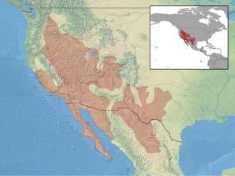 2 of 6 19.4.2015. 17:08 eastern side-blotched lizard (Uta stejnegeri). [8] Populations from San Benito and Cedros Islands were separated as distinct species Uta stellata and U.