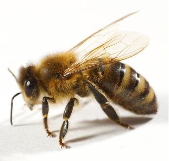 Upcoming Events GCBA Beginning Beekeeping Classes Rocky River Nature Center Wednesdays in February 2017: Feb.