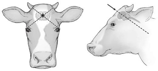Anatomical Landmarks Current information for adult cattle and calves indicates that the point of entry of the projectile should be at (or slightly above) the intersection of two imaginary lines, each