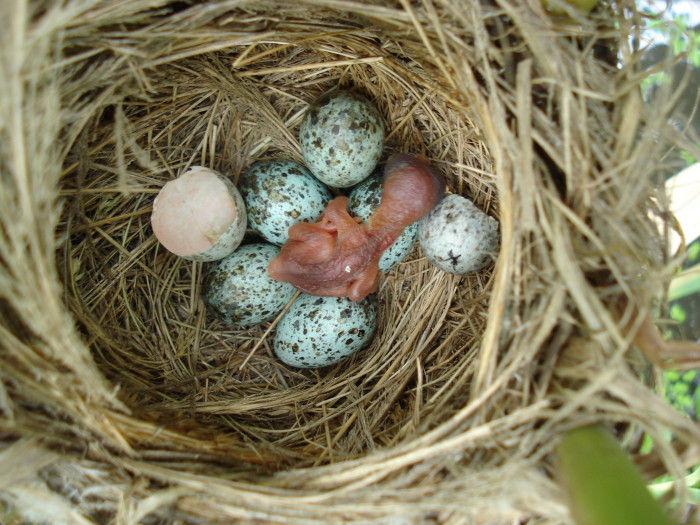 83 4 Egg eviction imposes a recoverable cost of virulence in chicks of the common cuckoo A young Common Cuckoo chick nestling after hatching (Photo: Miklós Bán) This chapter is modified from