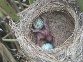 reed warbler nests.