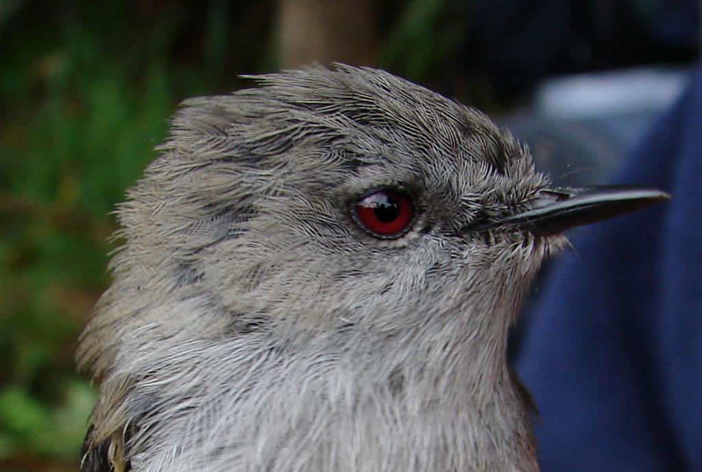 107 5 Honest information content of nestling begging calls in the Grey Warbler Adult Grey Warbler (Photo: Michael Anderson) This chapter is modified from the