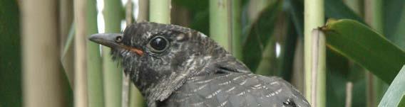 Common Cuckoo (Cuculus canorus) in