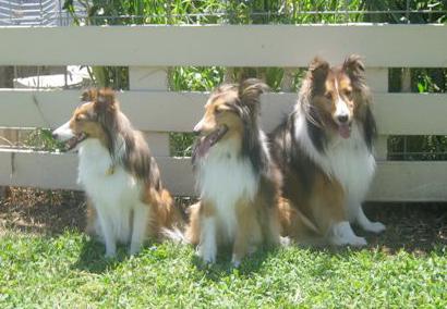 Shelties earned a CGC title, their first obedience title and AKC certificate), agility practice, and grooming workshops, not to