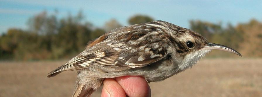 SIMILAR SPECIES Eurasian Treecreeper is ver y similar and difficult to