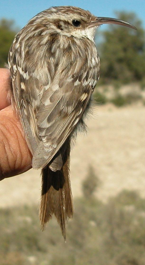 Pattern of the pale patch and tip of the longest primary covert has been recorded