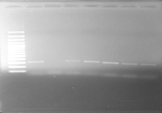 rians and 7 students sampled were carried the phenotypic resistant S. aureus at least to one of samples. Although 4 (.3%) S.