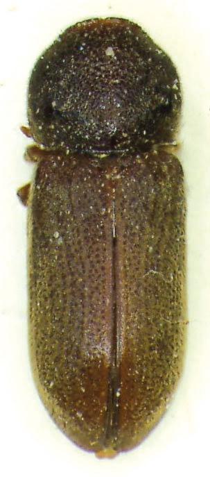 Pronotum slightly transverse, ratio length : width 0.9, the widest closely behind middle, posteriorly slightly narrowed (Fig. 12a).