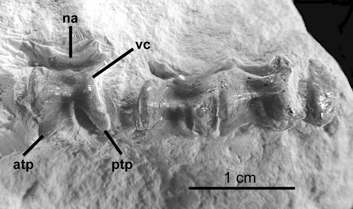 NEW FISH RECORDS FROM THE TURONIAN OF THE SERGIPE BASIN, NORTHEASTERN BRAZIL 389 2) Teleostei Neoteleostei Aulopiformes Dercetidae The material MN 7029-V consists of a set of 11 vertebrae from the