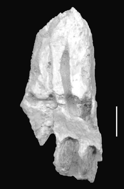 488 J.O.CALVO, B.J.GONZÁLEZ-RIGA & J.D.PORFIRI Fig.2- Muyelensaurus pecheni gen. et sp.nov., preserved bones (in black) shown in a titanosaur skeletal reconstruction of LEHMAN & COULSON (2002).