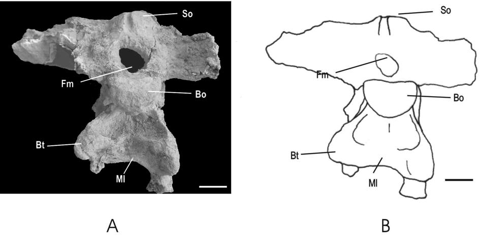 A NEW TITANOSAUR SAUROPOD FROM THE LATE CRETACEOUS OF NEUQUÉN, PATAGONIA, ARGENTINA 489 Fig.4- Muyelensaurus pecheni gen. et sp.nov., braincase (MRS-Pv 207) in occipital view (A, picture; B, drawing).