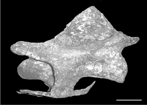 490 J.O.CALVO, B.J.GONZÁLEZ-RIGA & J.D.PORFIRI Fig.5- Muyelensaurus pecheni gen. et sp.nov., middle cervical vertebra (MRS-Pv 65) in lateral view. Scale bar = 5cm.