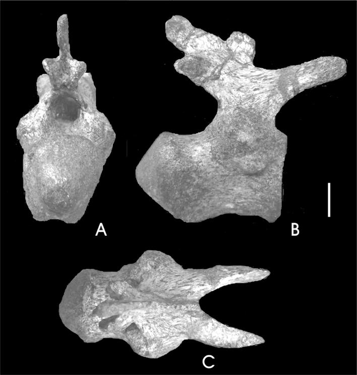 A NEW TITANOSAUR SAUROPOD FROM THE LATE CRETACEOUS OF NEUQUÉN, PATAGONIA, ARGENTINA 493 In Rinconsaurus the neural spines of the anterior caudals are less thick than they are distally.