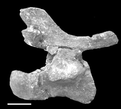 494 J.O.CALVO, B.J.GONZÁLEZ-RIGA & J.D.PORFIRI Fig.11- Muyelensaurus pecheni gen. et sp.nov., posterior caudal vertebra (MRS-Pv 135) in lateral view. Scale bar = 2cm.