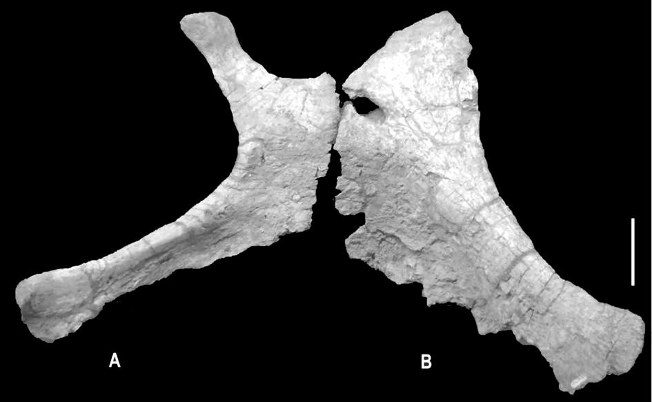 A NEW TITANOSAUR SAUROPOD FROM THE LATE CRETACEOUS OF NEUQUÉN, PATAGONIA, ARGENTINA 495 The proximal end is straight and the humeral head is small, prominent and acute; morphology has not been