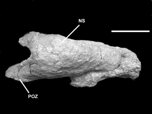The centrum is elongated without pleurocoels, differing from Saltasaurus (POWELL, 1986) and Alamosaurus (LEHMAN & COULSON, 2002).