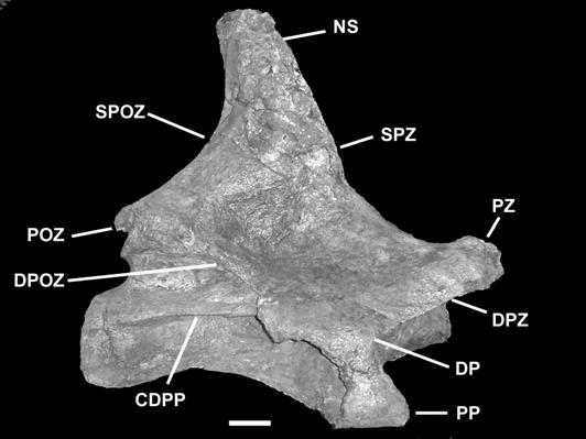 ANATOMY OF F. DUKEI FROM THE NEUQUÉN GROUP (LATE CRETACEOUS), PATAGONIA, ARGENTINA 517 Middle cervical vertebrae are higher than long (Fig.9).