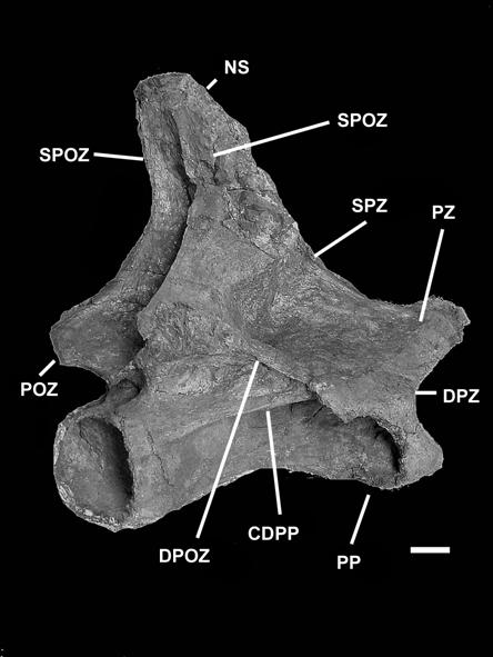 Rapetosaurus krausei. The prezygapophysis in Futalognkosaurus reaches the anterior border of the centrum, different from the condition present in MCT 1487- R and in the Saltasaurinae.