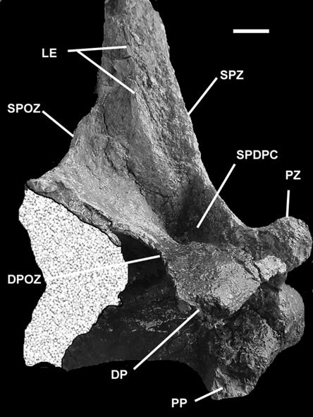 518 J.O.CALVO, J.D.PORFIRI, B.J.GONZÁLEZ RIGA & A.W.A.KELLNER Posterior cervicals are opisthocoelous with very elongated centra (Fig.11).