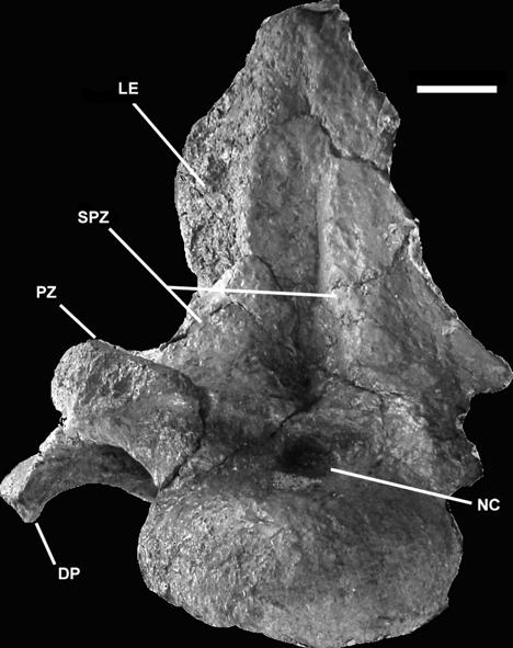 Neural spines are compressed proximodistally and expanded laterally as in Puertasaurus reuili (NOVAS et al., 2005) and in Mendozasaurus, but to a lesser degree (Figs.11-12).