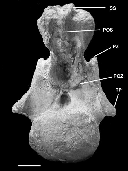 the neural spine, here called supraspinal lamina (Figs.16-17). The prespinal lamina bifurcates on its base, forming two small infraprespinal laminae, another feature unique to this titanosaur (Fig.