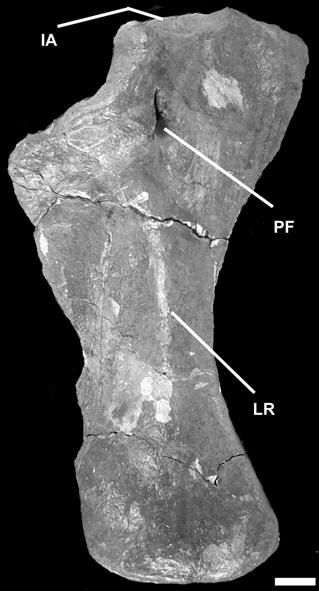supraspinal cavity, (SS) supraspinal lamina, (TP) transverse process. DISCUSSION AND CONCLUSIONS Titanosauria is one of the sauropod groups more extensively widespread, particularly in Gondwana.
