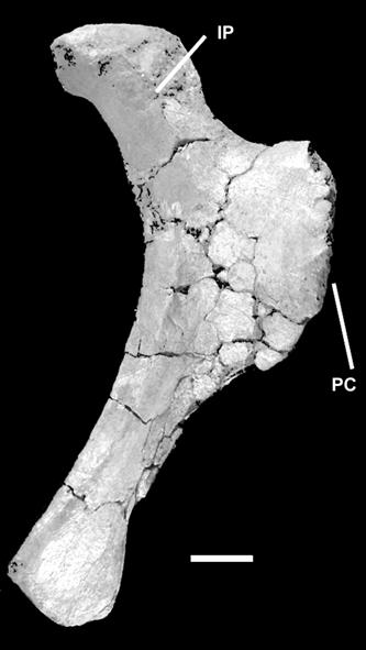 ANATOMY OF F. DUKEI FROM THE NEUQUÉN GROUP (LATE CRETACEOUS), PATAGONIA, ARGENTINA 523 Futalognkosaurus dukei (CALVO et al., 2007).