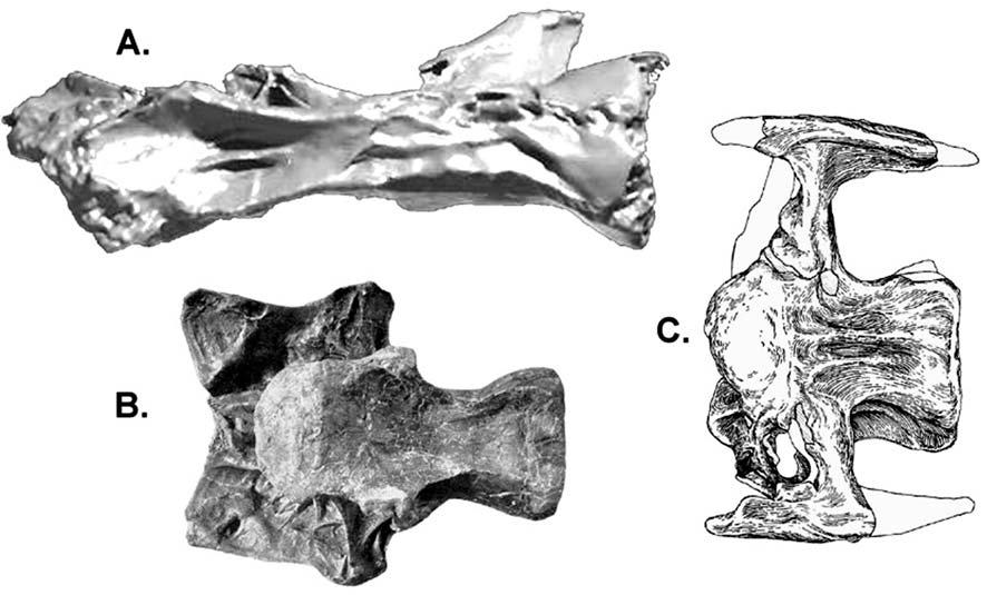 MORPHOLOGY OF A SPECIMEN OF SUPERSAURUS FROM THE MORRISON FORMATION OF WYOMING 533 Fig.