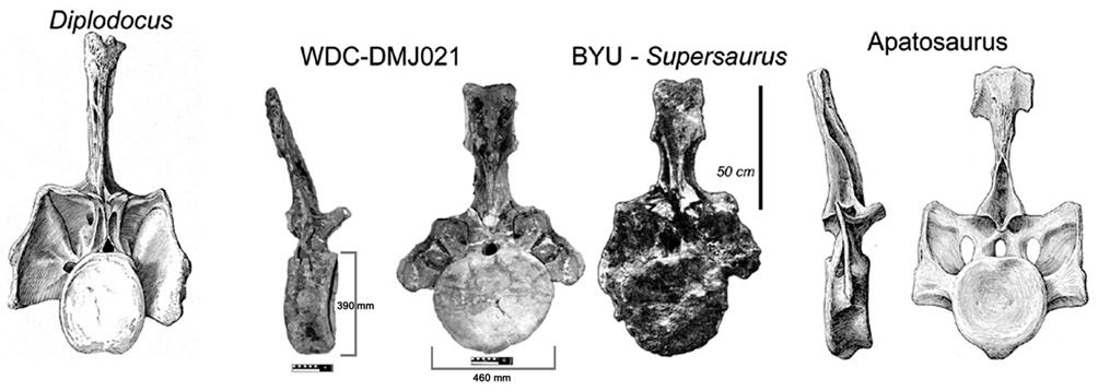 534 D.M.LOVELACE, S.A.HARTMAN & W.R.WAHL Fig.6- Caudal vertebrae of Diplodocus, Supersaurus, and Apatosaurus shown to demonstrate differences in the height of the neural spine relative to the centra.
