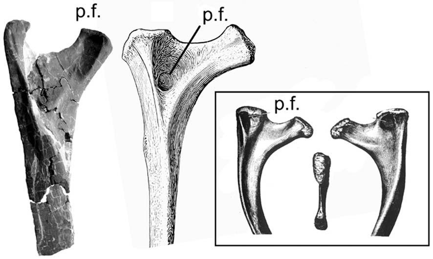 536 D.M.LOVELACE, S.A.HARTMAN & W.R.WAHL Fig.9- Pneumatic ribs described from the apatosaurines: A, Supersaurus (LOVELACE et al.