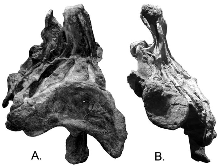MORPHOLOGY OF A SPECIMEN OF SUPERSAURUS FROM THE MORRISON FORMATION OF WYOMING 537 Supersaurus. Using the same methods as above, a predicted range was generated.