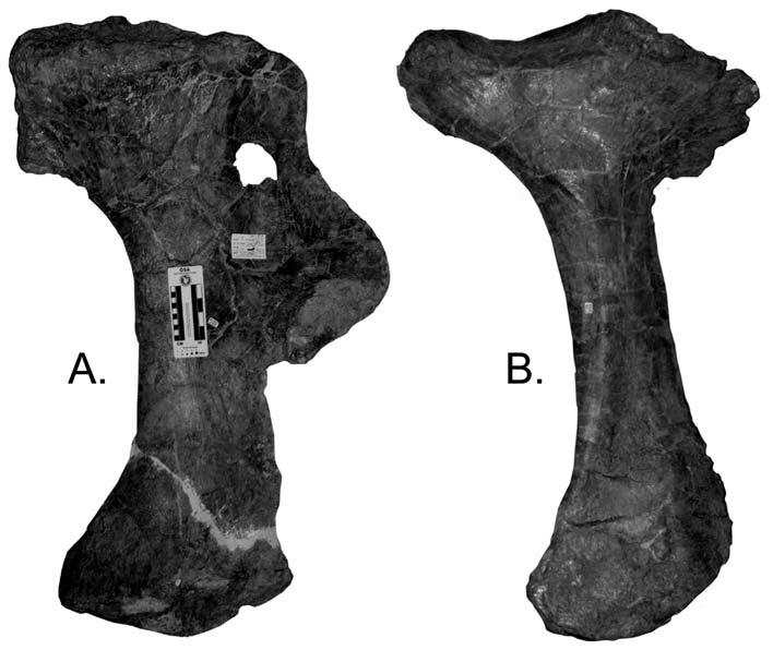 538 D.M.LOVELACE, S.A.HARTMAN & W.R.WAHL Fig.12- Left lateral view of Supersaurus left pubis BYU 12424 (a) and right lateral view of Supersaurus right ischium BYU 12946 (b).