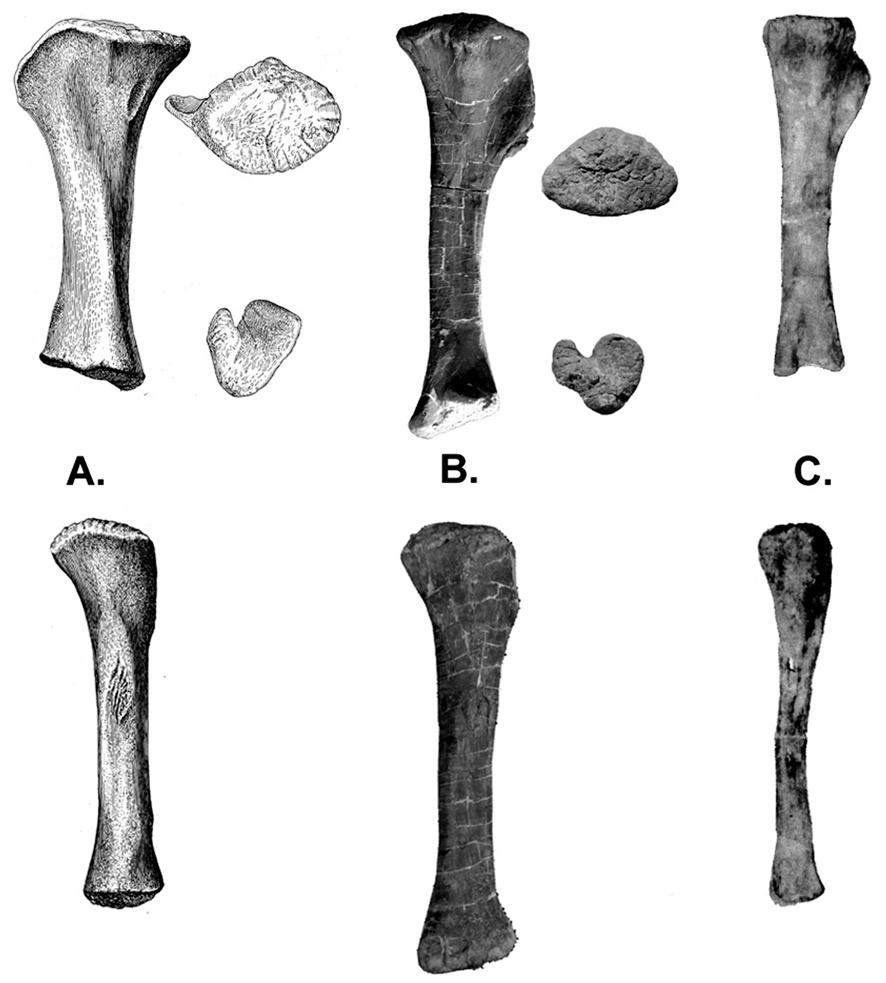 MORPHOLOGY OF A SPECIMEN OF SUPERSAURUS FROM THE MORRISON FORMATION OF WYOMING 539 Fig.
