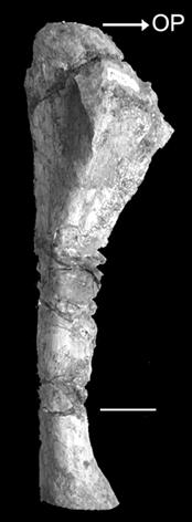 NEW INFORMATION ON M. NAMUNHUAIQUII, PATAGONIA: CONSIDERATIONS ON PALEOECOLOGICAL ASPECTS 547 1 2 3 Fig.1- Phalanx I of the digit I in distal and ventral views. Scale bar = 5cm; fig.