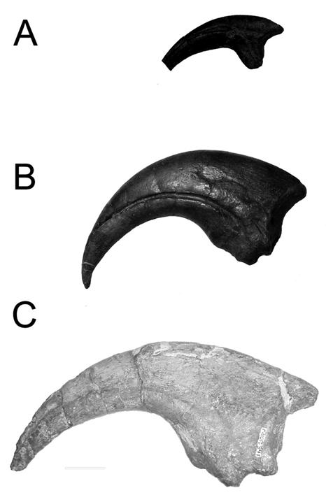 contents (sensu FARLOW & HOLTZ, 2002). However, evidence about Megaraptor dietary habits can only be related to its hand morphology since there 4 are no cranial materials to be studied.