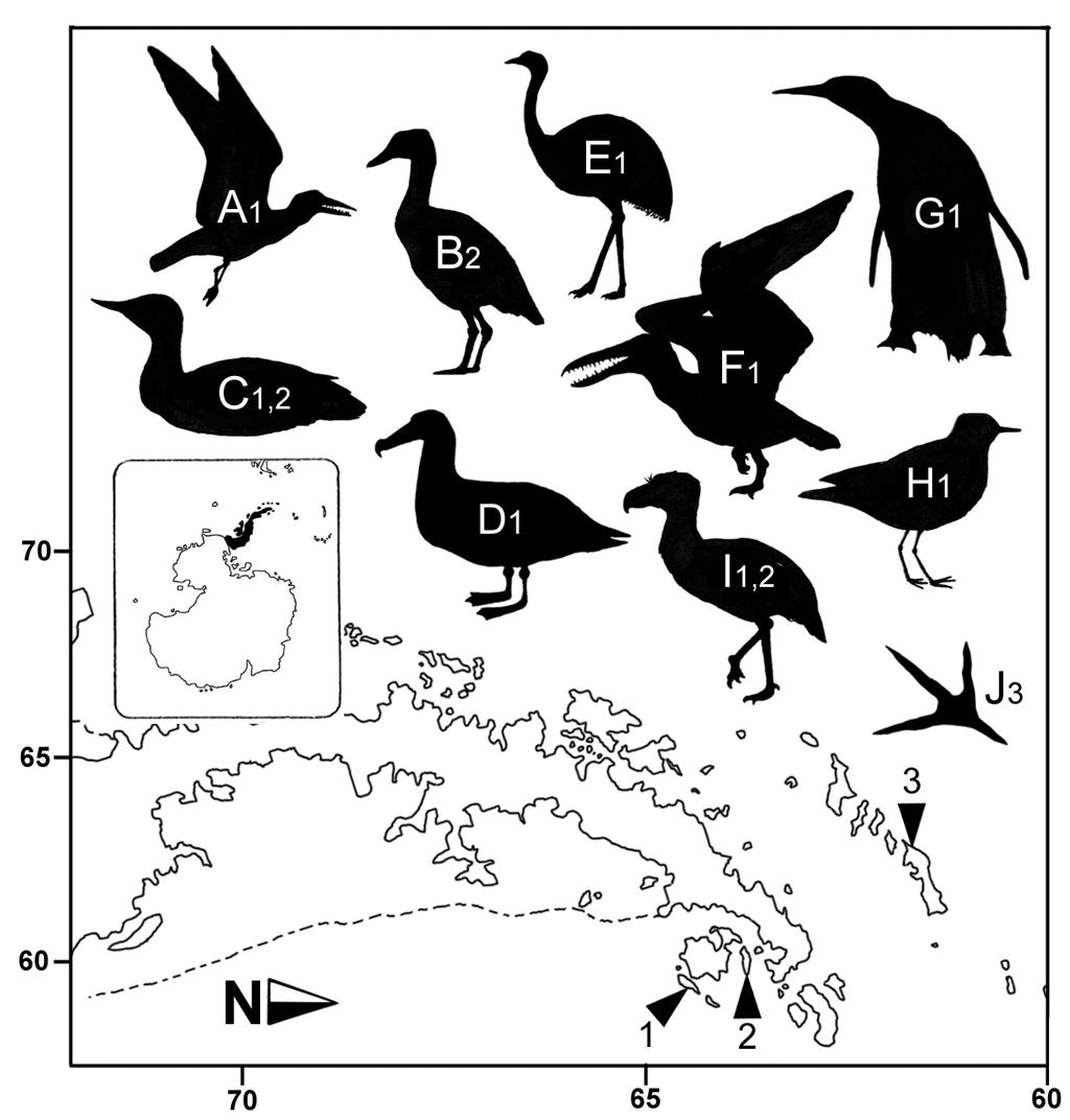 FOSSIL BIRDS OF CHILE AND ANTARCTIC PENINSULA 553 images of these materials have been published (A.Feduccia, pers. comm., 2005).