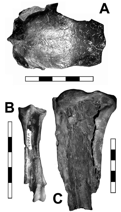FOSSIL BIRDS OF CHILE AND ANTARCTIC PENINSULA 559 de Caldera shows a great quantity of skulls, mostly assignable to Sula. One of them (MPC1019) (Fig.