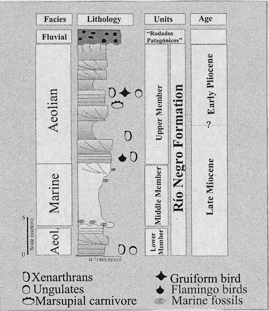 NEOGENE VERTEBRATE PALAEOICHNOLOGY OF THE NORTH ATLANTIC COAST OF THE RIO NEGRO PROVINCE, ARGENTINA 575 Fig.2- Stratigraphic sequence (modified from ZAVALA & FREIJE, 2001).