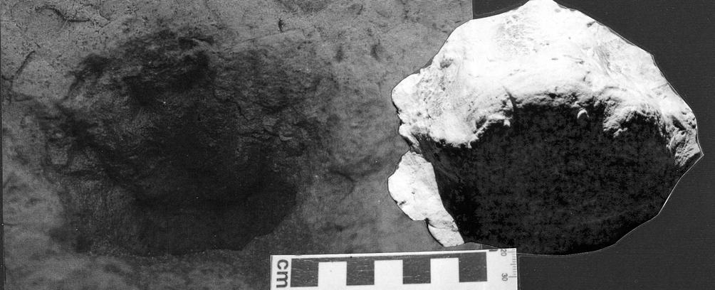 NEOGENE VERTEBRATE PALAEOICHNOLOGY OF THE NORTH ATLANTIC COAST OF THE RIO NEGRO PROVINCE, ARGENTINA 579 Fig.5- Cf. Thylacosmilidae Ichnite in situ and plaster cast P.ICHN.U.N.S.101 Description Imprints in trampling, showing three and four digits footprints, on platforms and isolated blocks.