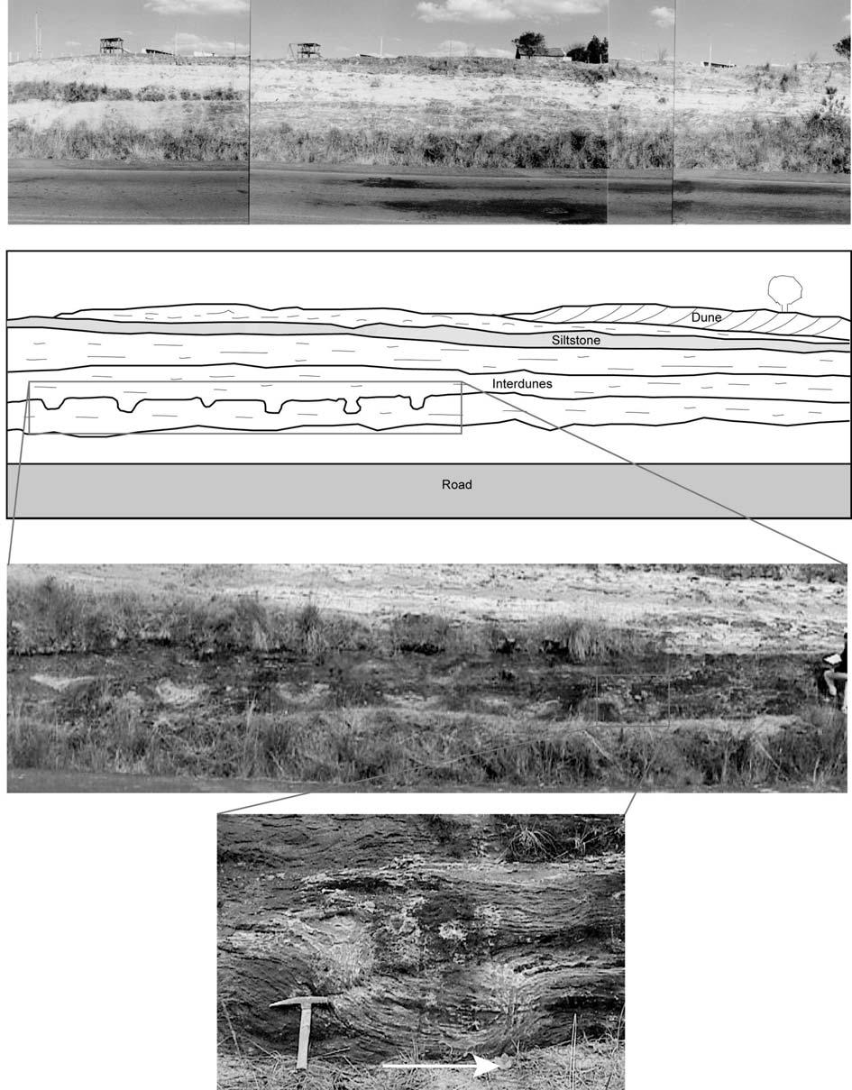 590 P.C.DENTZIEN-DIAS, C.L.SCHULTZ, C.M.S.SCHERER & E.L.C.LAVINA Fig.5- Outcrop in section with a sauropod trackway.
