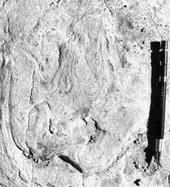 596 P.C.DENTZIEN-DIAS, C.L.SCHULTZ, C.M.S.SCHERER & E.L.C.LAVINA Fig.12- Theropod footprint from outcrop RSCT.
