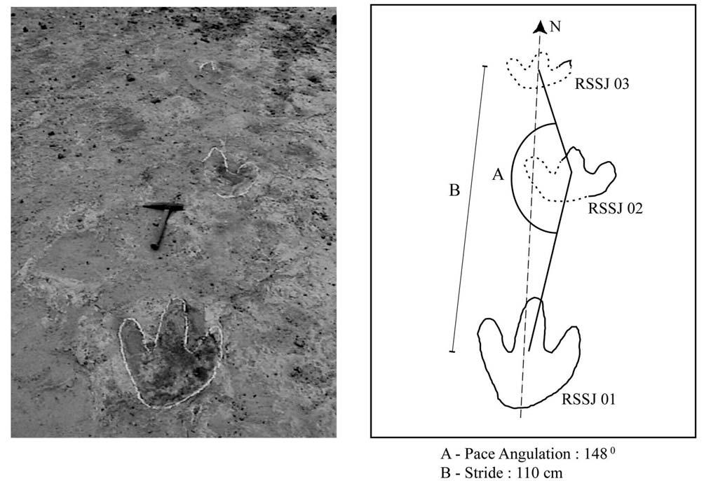 THE TRACE FOSSIL RECORD FROM THE GUARÁ FORMATION (UPPER JURASSIC?), SOUTHERN BRAZIL 597 Fig.13- Theropod trackway with respective measurements (LEONARDI et al., 1987).