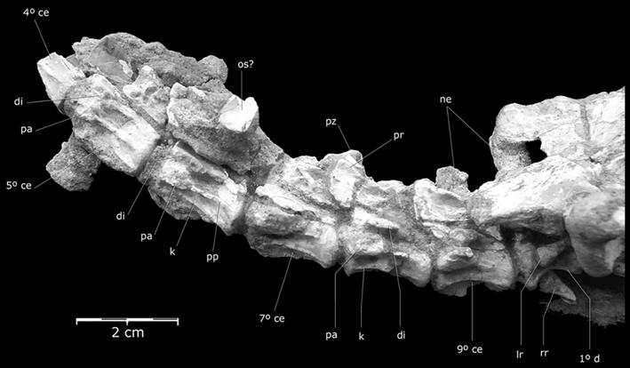 FIRST CRETACEOUS PROTOSUCHIAN FROM GONDWANA 421 Diagnosis Relatively small, thin and slender crocodyliform, diagnosed by the following combination of poscranial characters: lengthened cervical