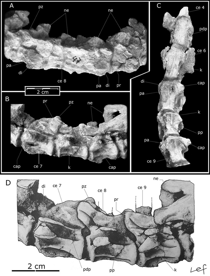 FIRST CRETACEOUS PROTOSUCHIAN FROM GONDWANA 423 Fig.5- Neuquensuchus universitas gen.nov., sp.nov., MUCPv-47. Posterior cervical vertebrae.