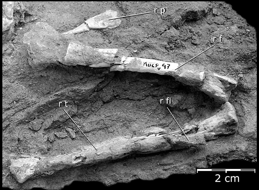 432 L.E.FIORELLI & J.O.CALVO FEMUR Only in the specimen MUCPv-47 of Neuquensuchus universitas the right femur have been preserved (Figs.3D, 13, 14).