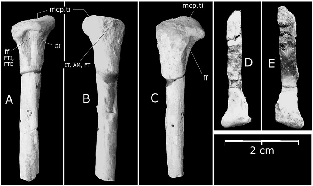 FIRST CRETACEOUS PROTOSUCHIAN FROM GONDWANA 433 TIBIA The right tibia in MUCPv-47 is complete (Fig.13), while in MUCPv-161 just the proximal end is preserved (Fig.14).