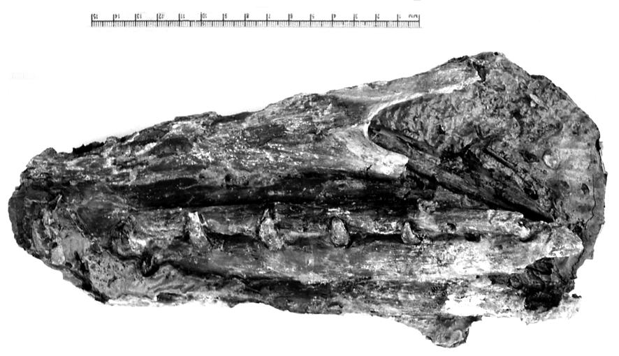 AN INCOMPLETE PTEROSAUR SKULL FROM THE CRETACEOUS OF NORTH-CENTRAL QUEENSLAND, AUSTRALIA 463 The dorsal portion and anterior extremity of the nasopreorbital opening are preserved, but ventrally the